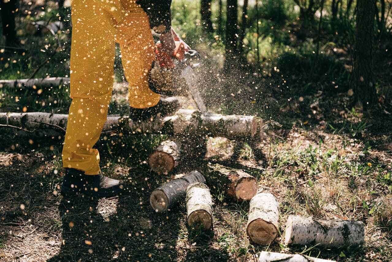 Large Tree Removal in Farmington, AR